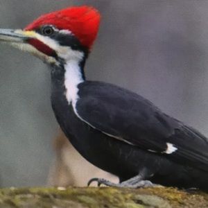 Meet your Posher, Cadence